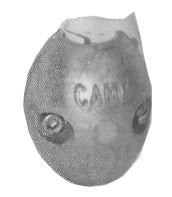 Camp X-5A Barrel Collars for Shafts Zinc, 1-1/4" Heavy Duty