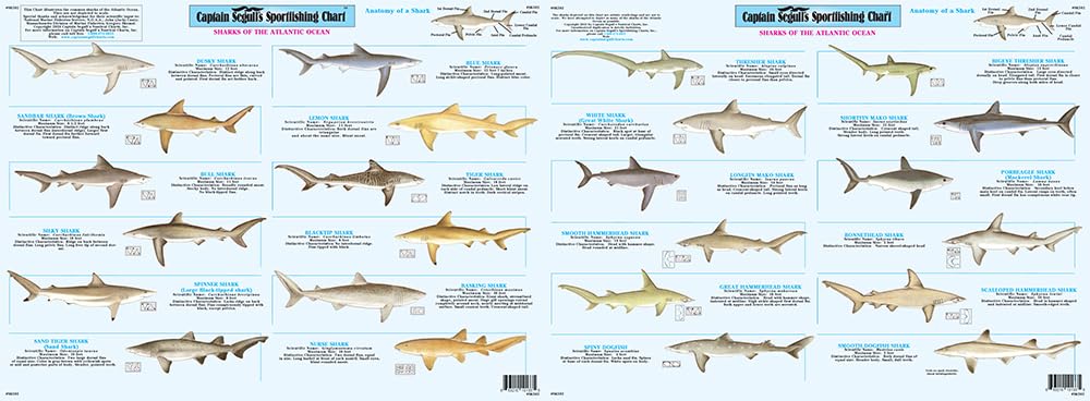 Captain Segull Charts SK502 24 Sharks of the Atlantic are depicted. 18” x 24”, for boating, double sided