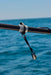 Braid Proof Pulley
