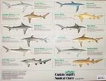 Captain Segull's Chart Shark Identification